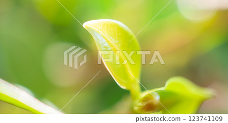 Natural plant green leaf in garden with bokeh background 123741109