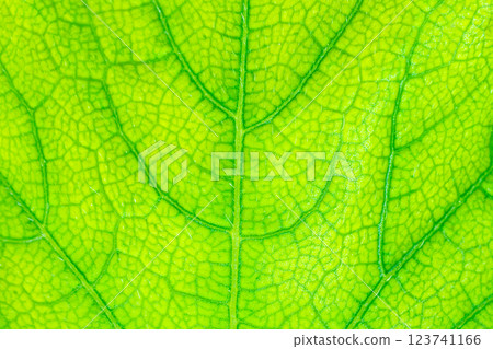 Green leaf texture surface background close up Green leaf texture surface background close up 123741166