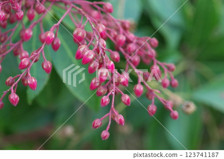 阿塞比的芽 阿塞比的芽 123741187