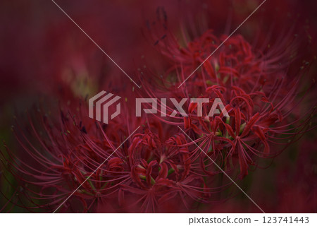 red spider lily red spider lily 123741443