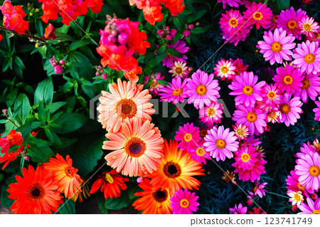 Colorful spring flowers 123741749