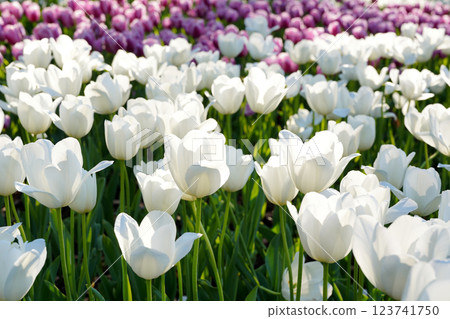 Pure white and purple tulip fields 123741750