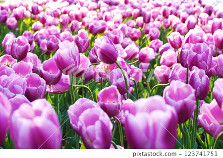 紫色鬱金香地毯 紫色鬱金香地毯 123741751