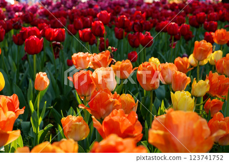 Red, orange and yellow tulip fields 123741752