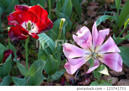 剛開完的紅色鬱金香 剛開完的紅色鬱金香 123741753