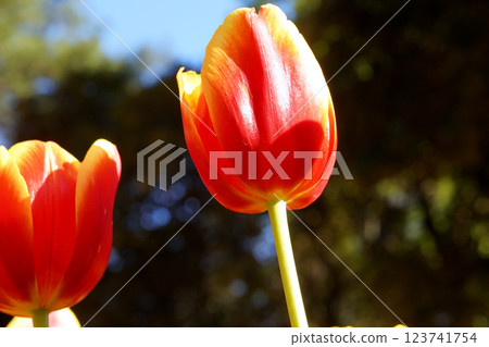 紅色和黃色的鬱金香 紅色和黃色的鬱金香 123741754
