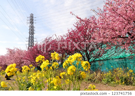 Spring landscape of cherry and rape flowers 123741756