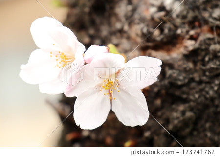 櫻花為春天著色 123741762