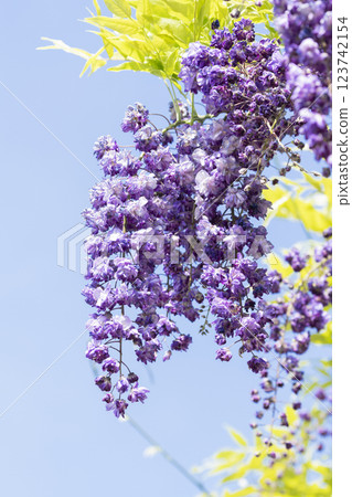 Wisteria flowers Wisteria flowers 123742154