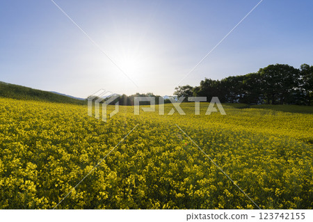 Rape flower field and sun Rape flower field and sun 123742155