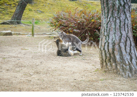 A kitten playing in the park A kitten playing in the park 123742530