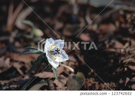 Setsubun-so flowers continue to soothe people's eyes with their lovely white glow Setsubun-so flowers continue to soothe people's eyes with their lovely white glow 123742682