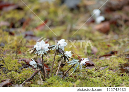 Setsubun-so flowers continue to soothe people's eyes with their lovely white glow Setsubun-so flowers continue to soothe people's eyes with their lovely white glow 123742683