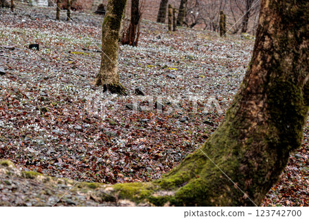 Setsubun-so flowers continue to soothe people's eyes with their lovely white glow 123742700