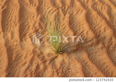 landscape in the Judean Desert in southern Israel 123742810