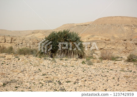 landscape in the Judean Desert in southern Israel 123742959