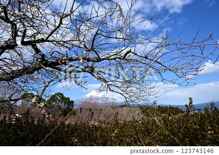 巴林和富士山 123743146