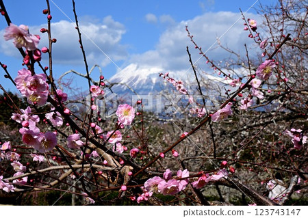 Bairin and Mt. Fuji Bairin and Mt. Fuji 123743147