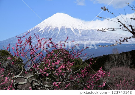 Bairin and Mt. Fuji 123743148