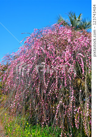 The arrival of early spring: Weeping plum blossoms in full bloom, Fukaya City 123743484