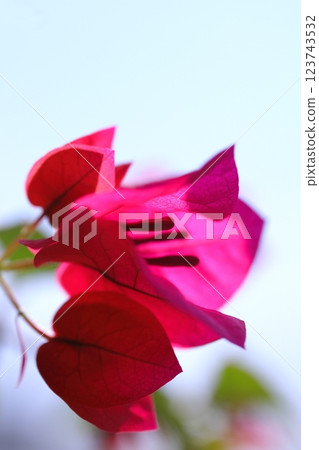 紅色九重葛花 123743532