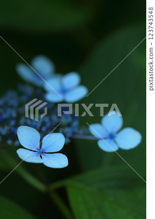 藍色繡球花 藍色繡球花 123743548