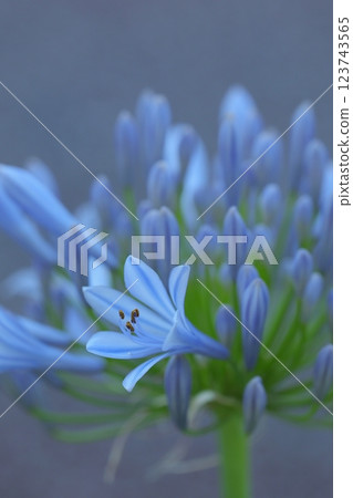 藍色君子蘭花 藍色君子蘭花 123743565