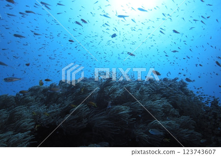 藍色的海和魚，紅衣主教魚，金鱗魚 123743607