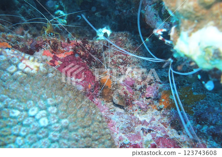 A red striped shrimp hiding in the crevices of the coral 123743608
