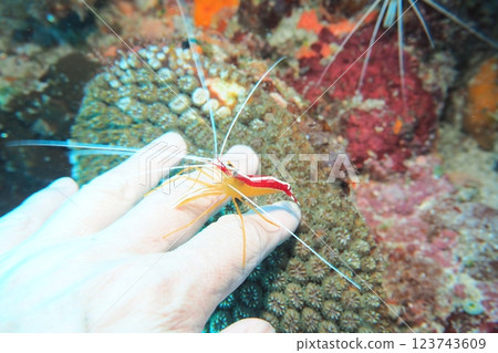 A red striped shrimp hiding in the crevices of the coral 123743609