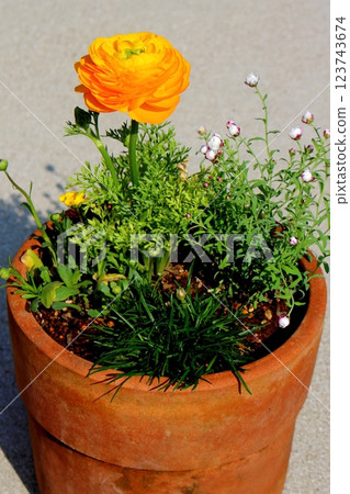 Large yellow ranunculus flowers [vertical position] 123743674