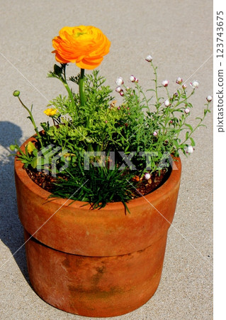 Large yellow ranunculus flowers [vertical position] 123743675