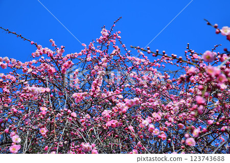 初春來臨,深谷市的垂枝梅盛開 初春來臨,深谷市的垂枝梅盛開 123743688