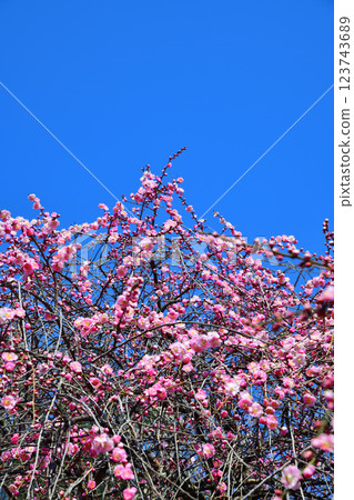 初春來臨，深谷市的垂枝梅盛開 123743689