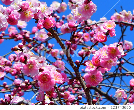 The arrival of early spring: Weeping plum blossoms in full bloom, Fukaya City The arrival of early spring: Weeping plum blossoms in full bloom, Fukaya City 123743690