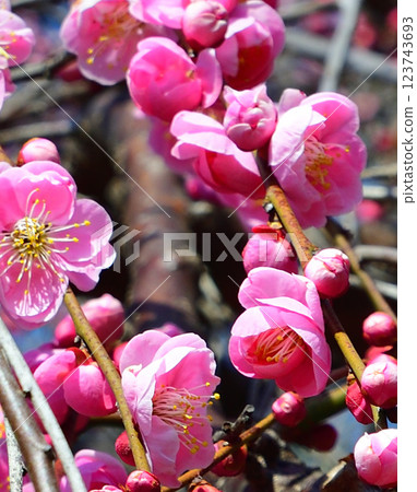 The arrival of early spring: Weeping plum blossoms in full bloom, Fukaya City 123743693