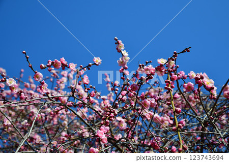 The arrival of early spring: Weeping plum blossoms in full bloom, Fukaya City The arrival of early spring: Weeping plum blossoms in full bloom, Fukaya City 123743694
