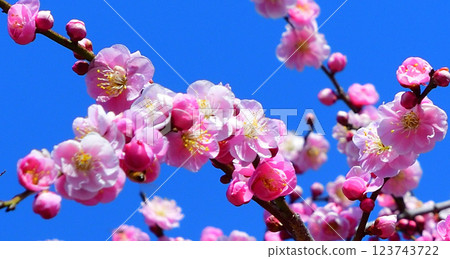 The arrival of early spring: Weeping plum blossoms in full bloom, Fukaya City 123743722