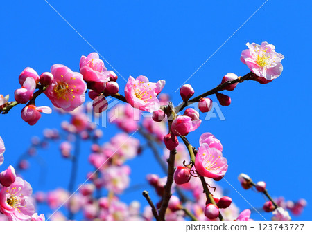 初春來臨,深谷市的垂枝梅盛開 初春來臨,深谷市的垂枝梅盛開 123743727