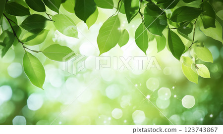 新鮮的綠葉、透過樹木的陽光、背景、希望、新綠 123743867