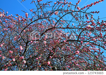 The arrival of early spring: Weeping plum blossoms in full bloom, Fukaya City The arrival of early spring: Weeping plum blossoms in full bloom, Fukaya City 123743883