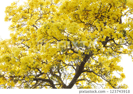Golden Trumpet tree or Tabebuia chrysotricha cheerful blooming in natural park. Golden Trumpet tree or Tabebuia chrysotricha cheerful blooming in natural park. 123743918