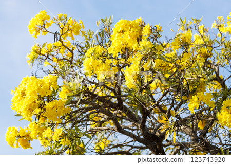 Golden Trumpet tree or Tabebuia chrysotricha cheerful blooming against blue sky. Golden Trumpet tree or Tabebuia chrysotricha cheerful blooming against blue sky. 123743920