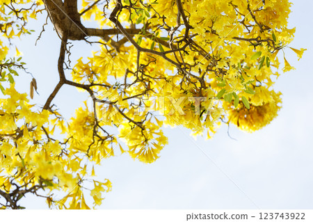 Golden Trumpet tree or Tabebuia chrysotricha cheerful blooming in natural park. Golden Trumpet tree or Tabebuia chrysotricha cheerful blooming in natural park. 123743922