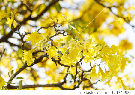 Golden Trumpet tree or Tabebuia chrysotricha cheerful blooming in natural park. Golden Trumpet tree or Tabebuia chrysotricha cheerful blooming in natural park. 123743923