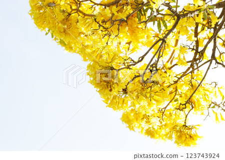 Golden Trumpet tree or Tabebuia chrysotricha cheerful blooming in natural park. Golden Trumpet tree or Tabebuia chrysotricha cheerful blooming in natural park. 123743924