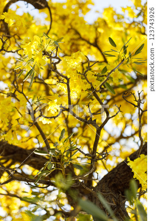 Golden Trumpet tree or Tabebuia chrysotricha cheerful blooming in natural park. Golden Trumpet tree or Tabebuia chrysotricha cheerful blooming in natural park. 123743926