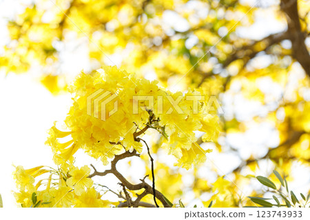 Golden Trumpet tree or Tabebuia chrysotricha cheerful blooming in natural park. 123743933