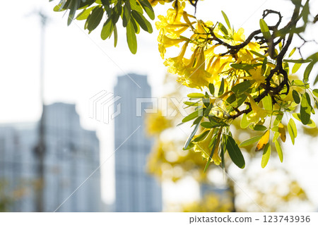 Golden Trumpet tree or Tabebuia chrysotricha cheerful blooming against city scene. Golden Trumpet tree or Tabebuia chrysotricha cheerful blooming against city scene. 123743936