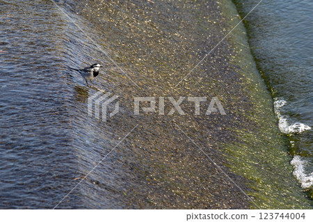 A wagtail standing in the river 123744004